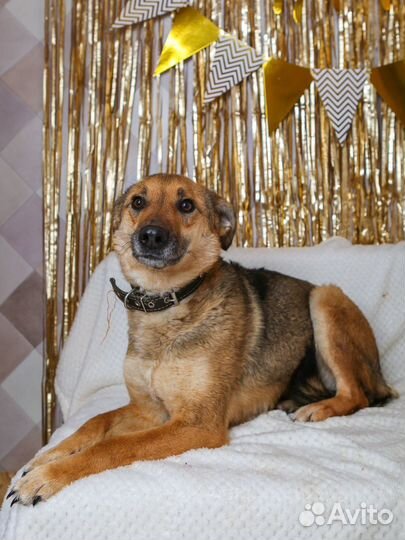 Лакки грустит и хочет в добрые и любящие ручки