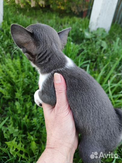 Чихуахуа мини