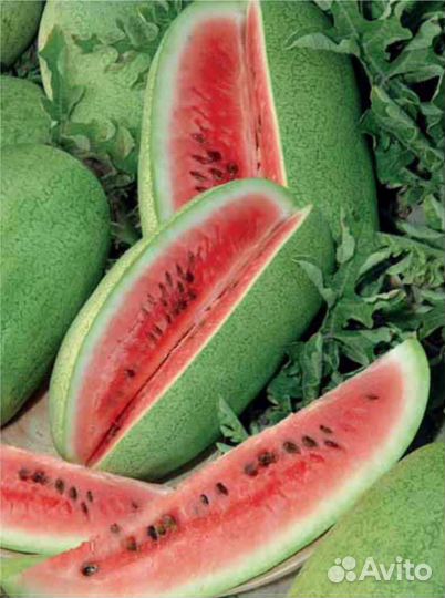 Арбузы опт второй сбор
