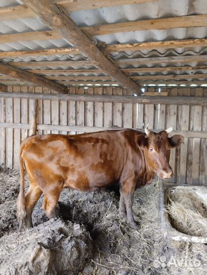 Корова стельная