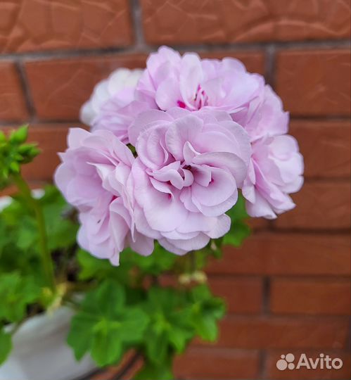 Пеларгония герань сортовая