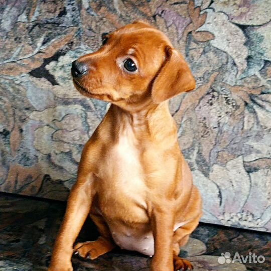 Цвергпинчер