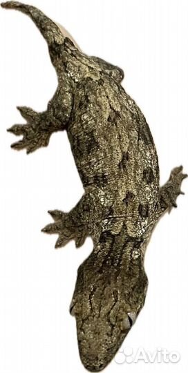 Бананоед гигантский