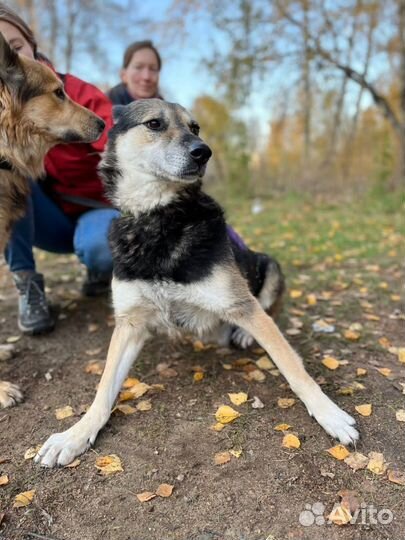 Помогите Вербе побороть страх