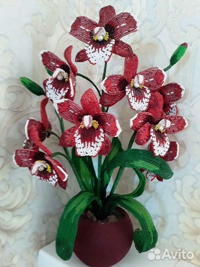 Орхидея мильтония