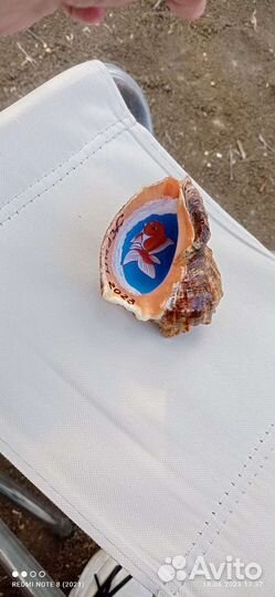 Морские ракушки раковины