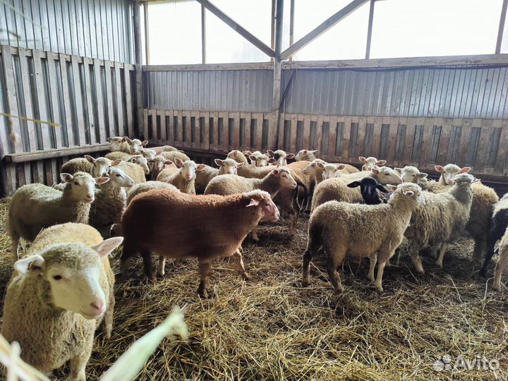 Ярки на племя