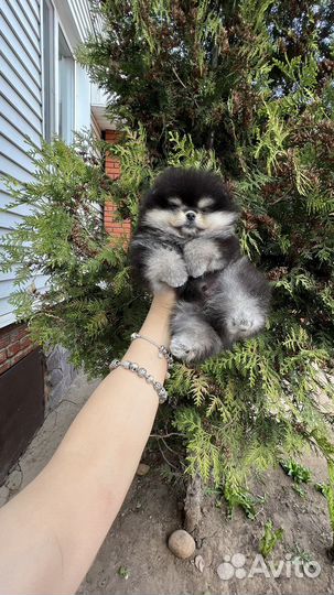 Щенки померанского шпица медвежьего типа