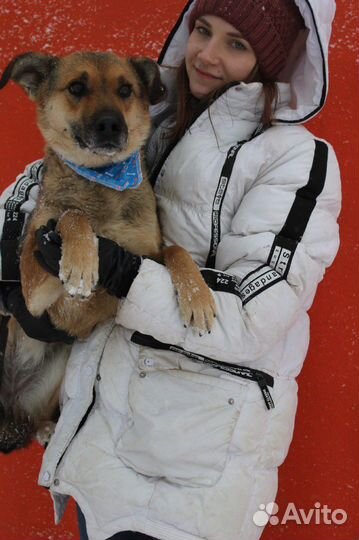 Нежная собака Лакки ищет дом