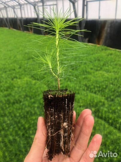Саженцы сосны обыкновенной зкс