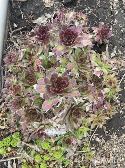 Молодило, каменный цветок