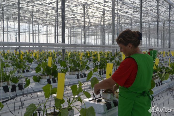 Вахта г. Елец Овощевод Тепличный Комплекс