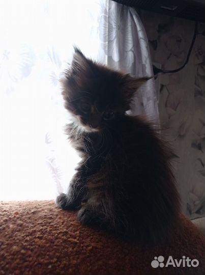 Котята мейн-кун