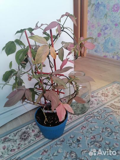 Сингониумы сортовые