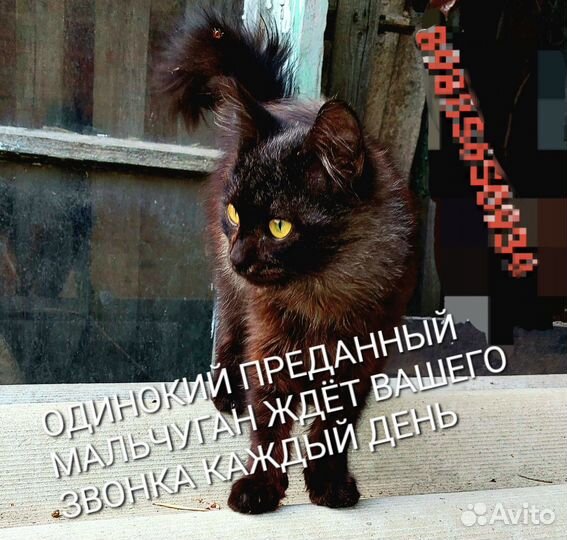 Котик в добрые руки