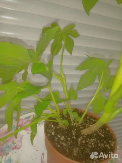 Большой комнатный цветок Фатсия