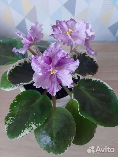 Фиалки детки