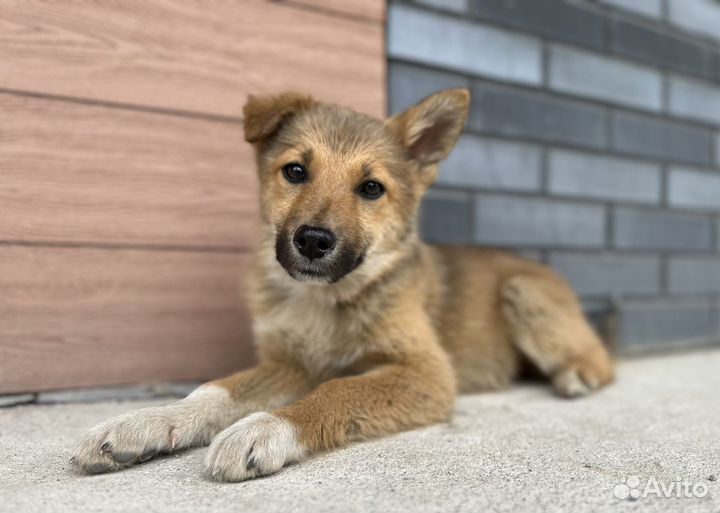 Щенок в добрые руки бесплатно