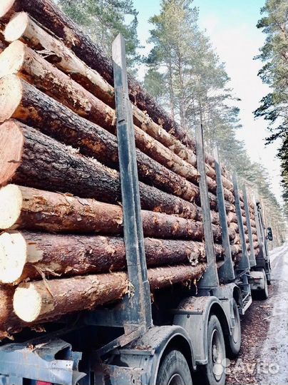 Лес кгруляк опт