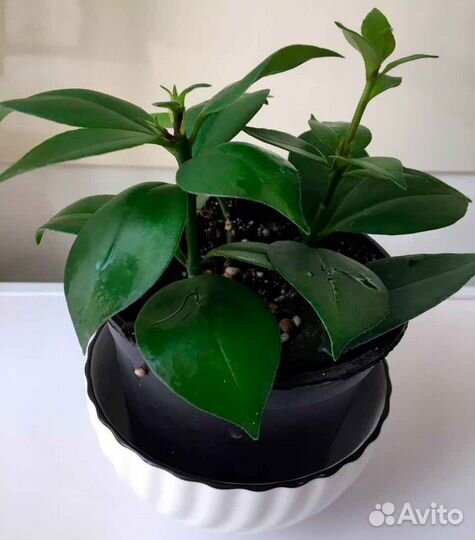 Эсхинантус жар птица