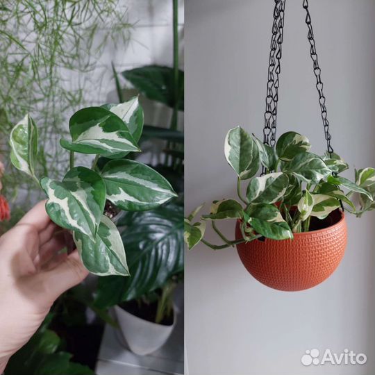 Растения: Сциндапсус, Эпипремнум, Эсхинантус