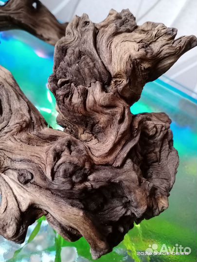 Коряга мопани