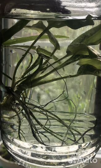 Водоросли для аквариума