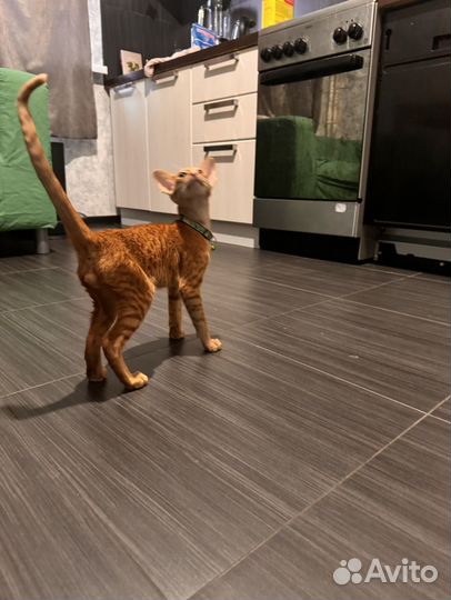 Рыжий ориентальный котёнок