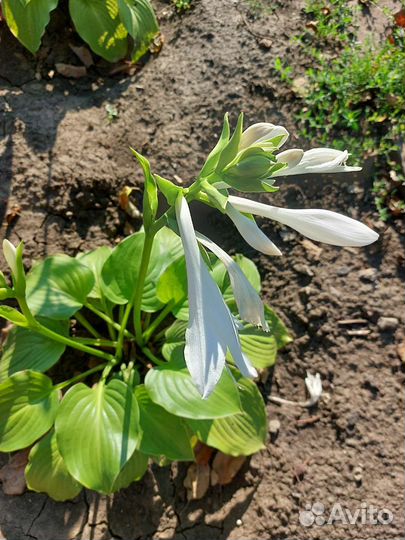 Хоста растение