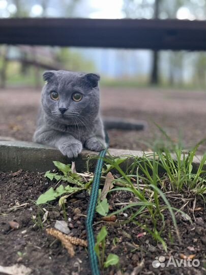 Шотландская