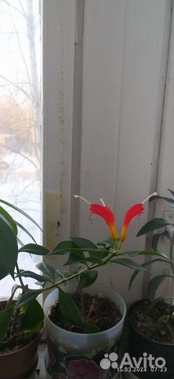 Спатифиллум