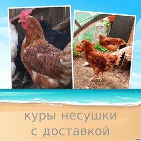 Куры несушки в адрес