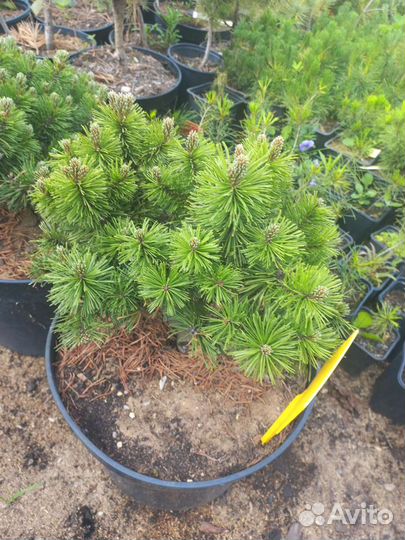 Хвойные растения