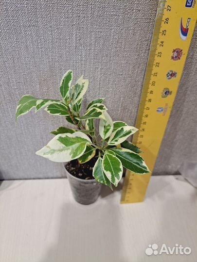 Фикус Гавайка