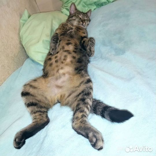 Идеальный кот