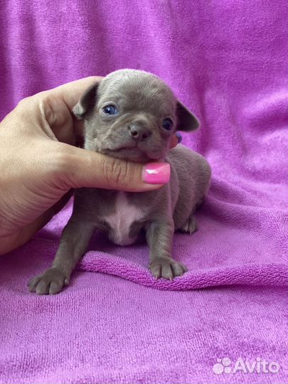 Лиловые малыши