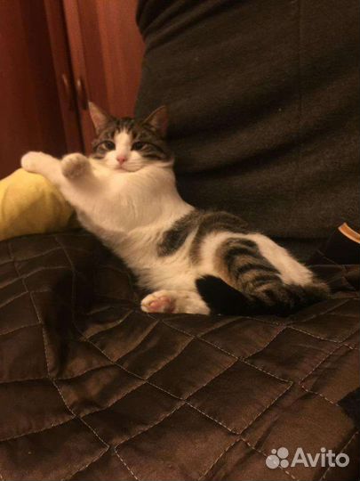 Кот для вязки бесплатно