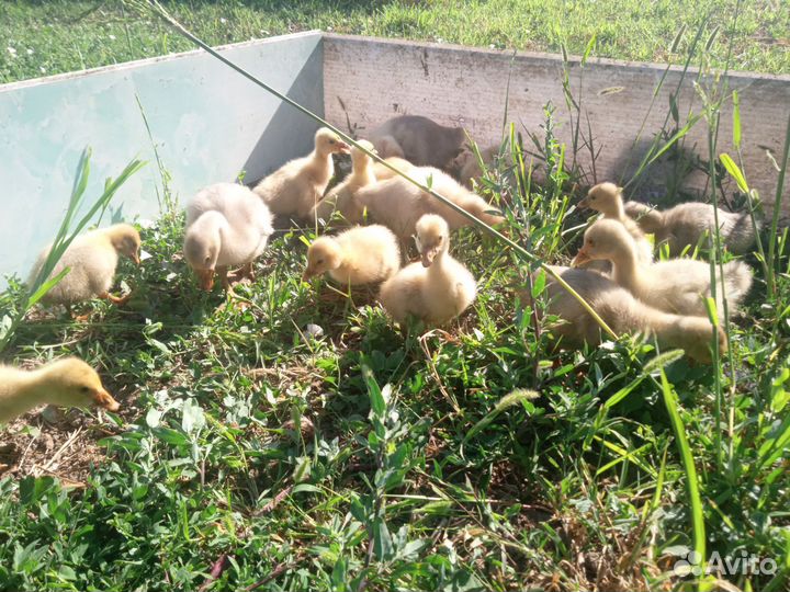 Гусята