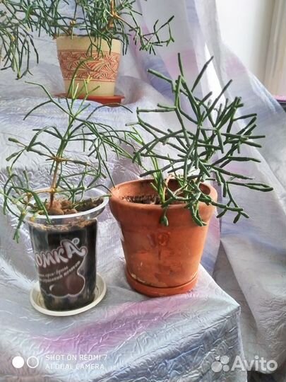 Цветок Рипсалис