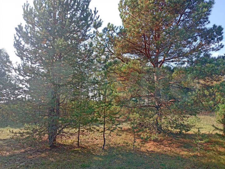 Участок 3,5 га (ИЖС)