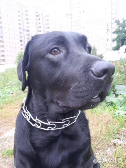 Лабрадо кабель вязка