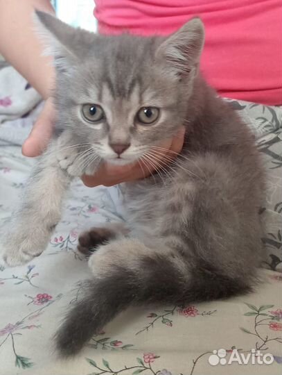 Котята от британской кошки бесплатно