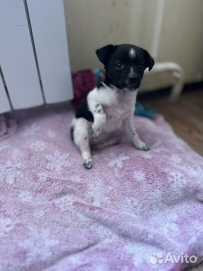 Щенок девочка,в добрые руки