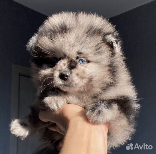 Шпиц Девочка