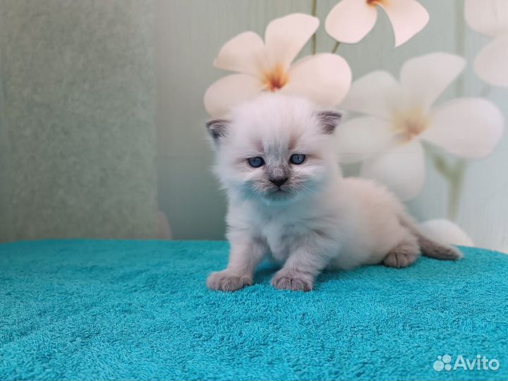 Невская маскарадная