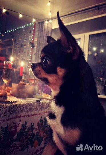 Вязка кобель чихуахуа