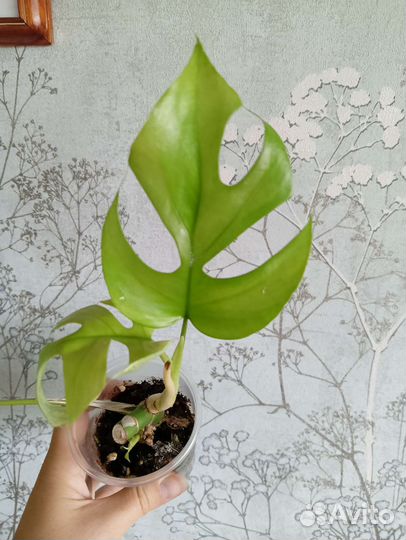 Монстера минима Рафидофора тетрасперма