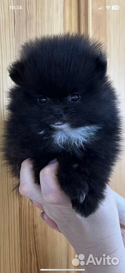 Мини девочка,дев.и мал. малые и померанцы