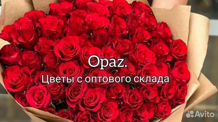 Цветы 51 роза Эквадор 60см