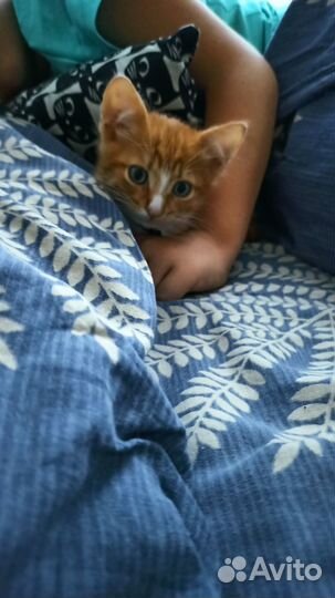 Котик бесплатно в добрые руки